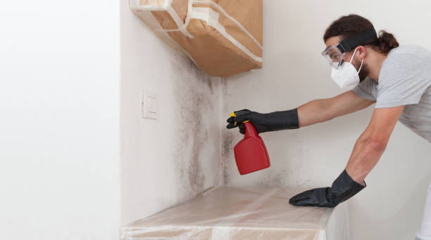 Professional Attic Mold Remediation technician working in Salem, IL