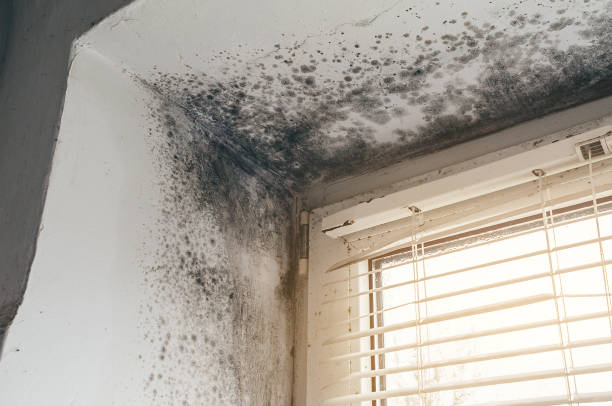 Affordable Attic Mold Remediation solutions in Salem, IL