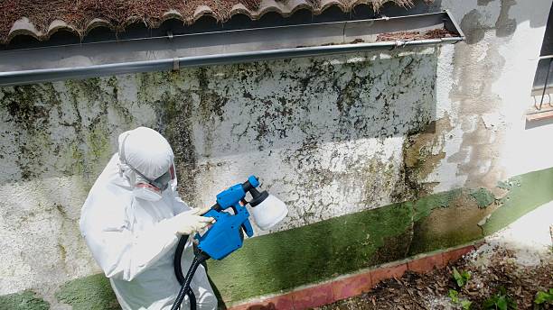 Top rated local Attic Mold Remediation specialists in Salem, IL